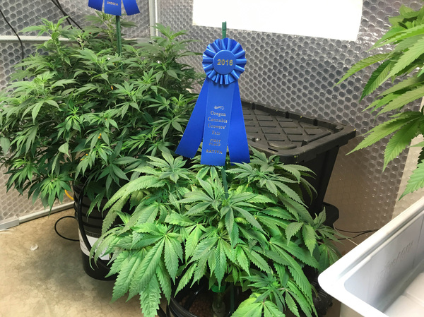 The first-place Sativa variety cannabis plant at the Oregon State Fair in Salem.