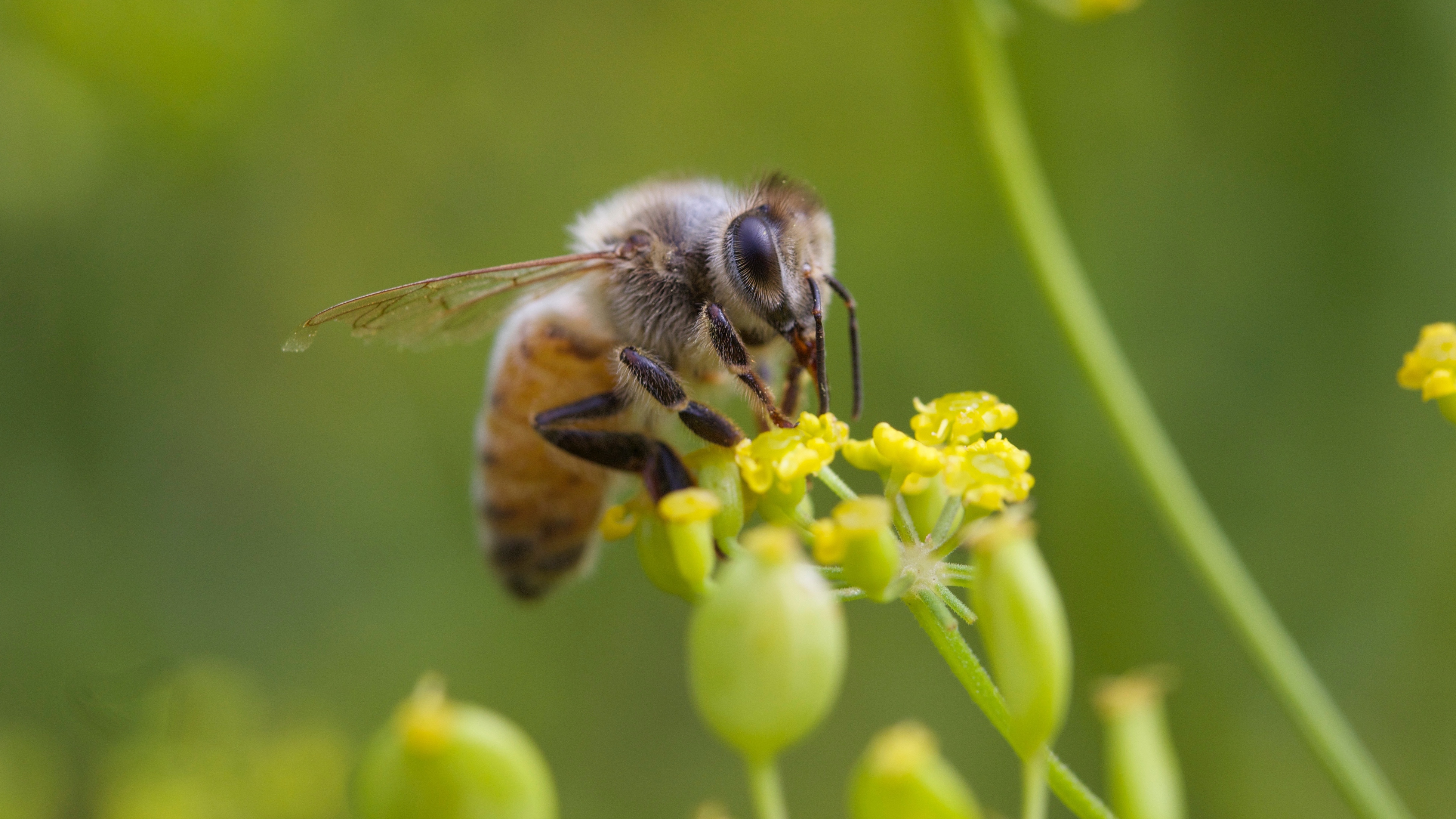 County accidentally takes out millions of bees spraying for mosquitoes