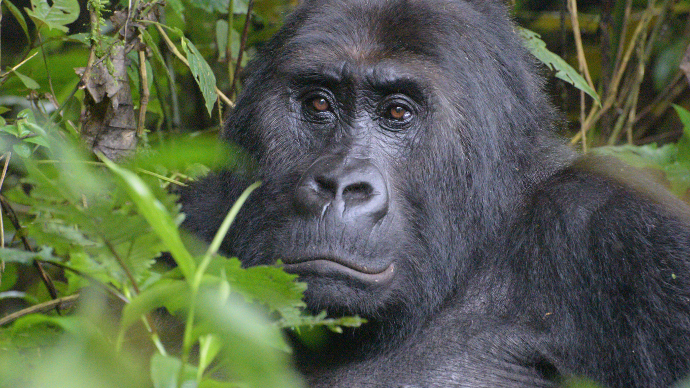 World's Largest Ape Listed As Critically Endangered; Pandas Upgraded To