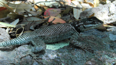 For Lizards, Climate Change Is A Deadly — And Complex — Threat