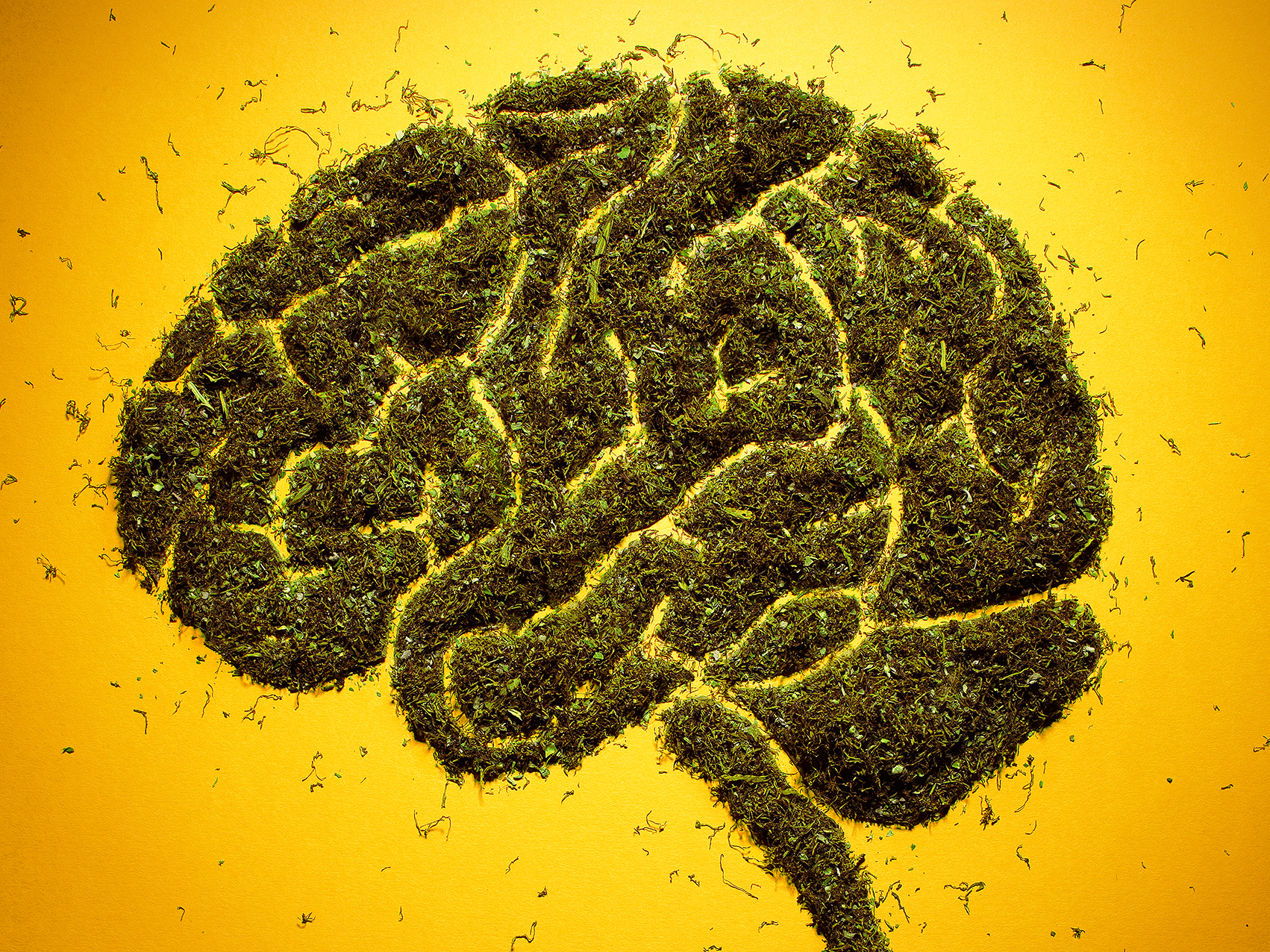 As More States Consider Legalizing, Questions About Pot And The Brain