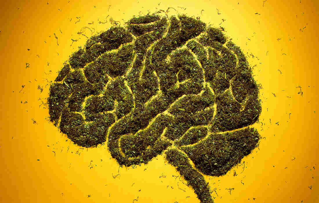 Brain made from herbs