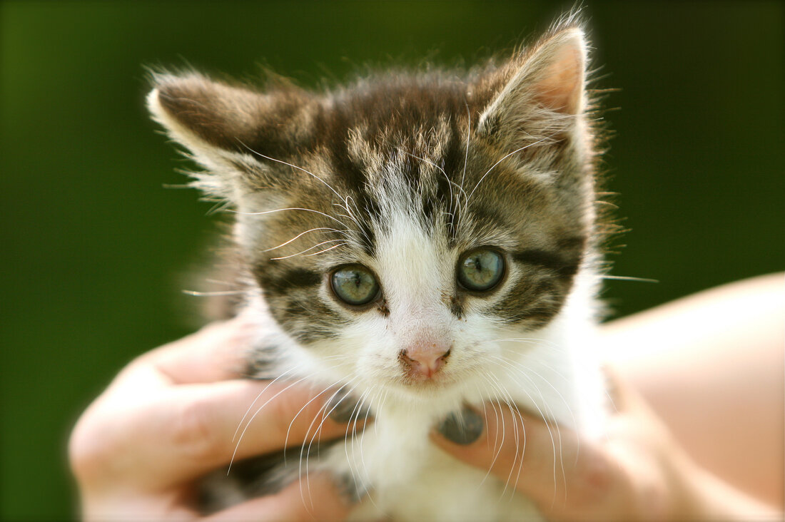 Who Says You Can t Train A Cat? A Book Of Tips For Feline Human Harmony Who Says You Can t Train A Cat? A Book Of Tips For Feline Human Harmony