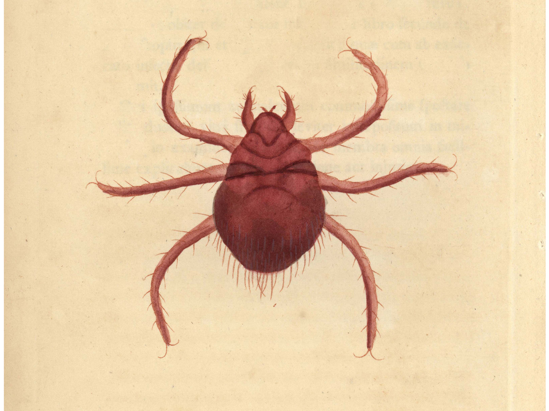 Surprise The Chiggers That Spread Scrub Typhus Are Not Just