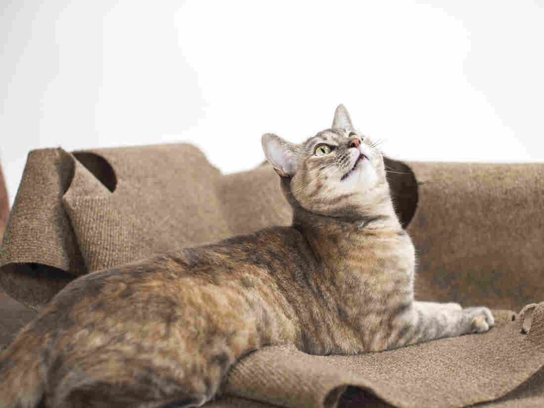 Fred and Natasha Ruckel's cat, Yoda, sits on top of the Ripple Rug. The Ripple Rug was the subject of a classic middleman scheme involving eBay and Amazon.