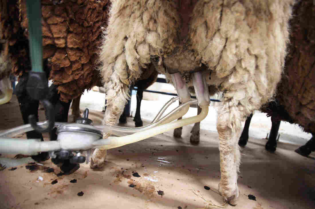 Each ewe is quickly milked with a suction pump.