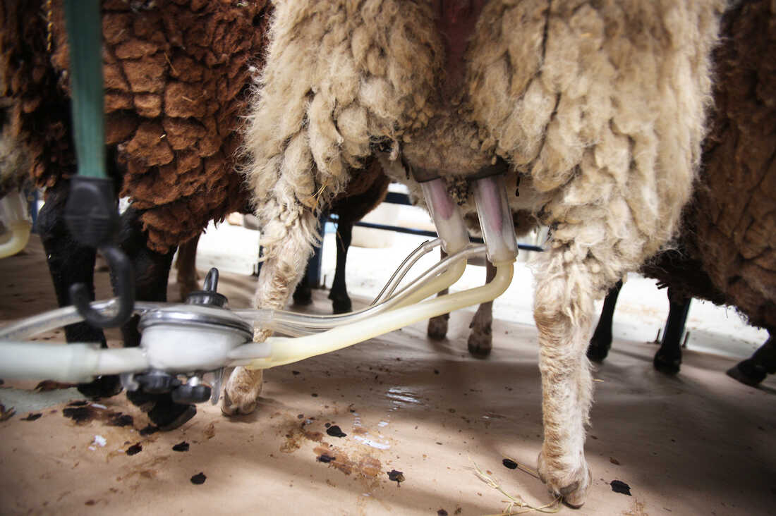 Each ewe is quickly milked with a suction pump.