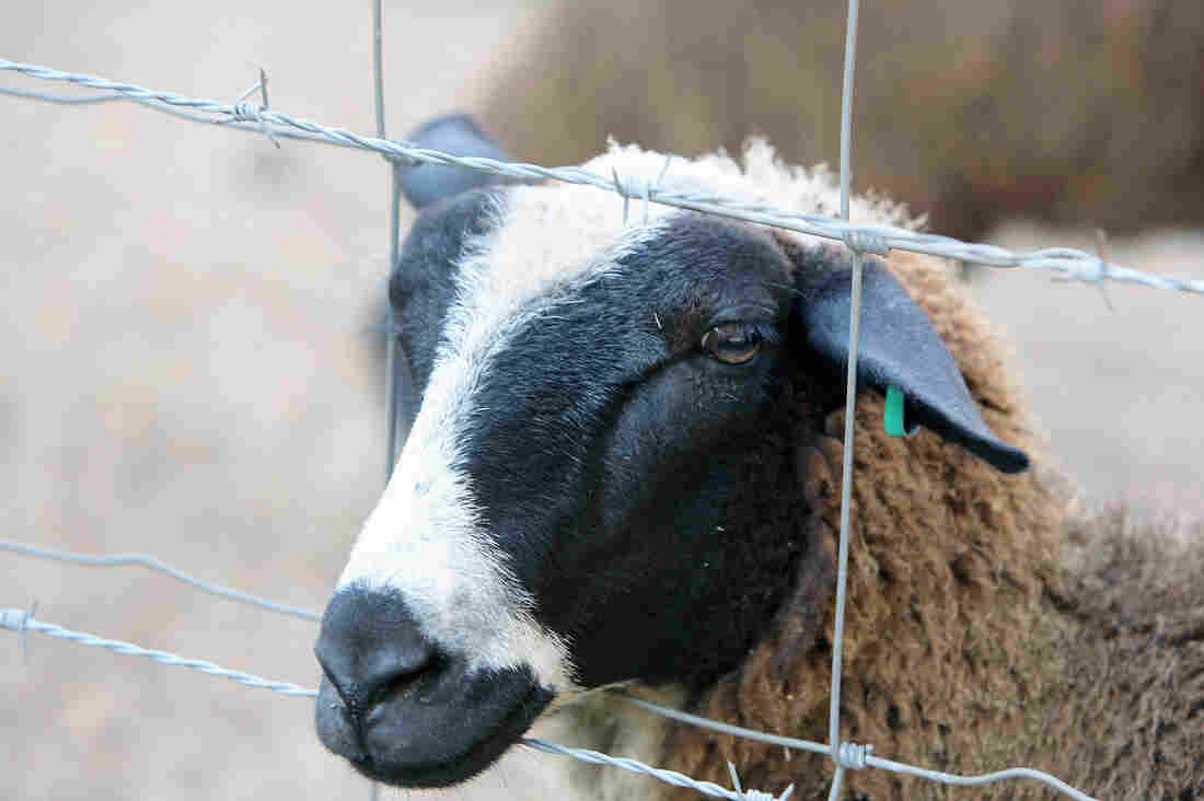 This yearling ewe is named Oreo and will become a milking ewe in another year, when she has reached maturity.