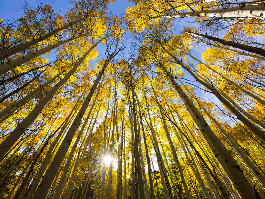 Have you ever thought about the connected web of trees? Alva Noe considers a new book on the topic.