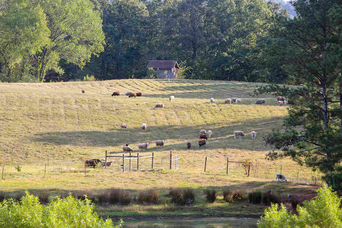 Greg and Ana Kelly, founders and owners of Dayspring Dairy, a sheep farm in Alabama.