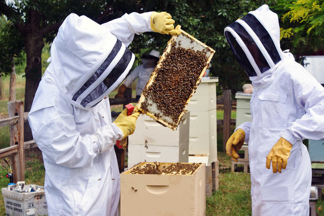 Beekeepers Benefit From The Hive Mind In Community Apiaries : The