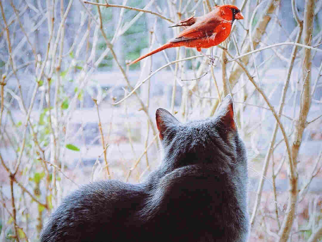 Discussion about what to do with free-ranging cats flared up again this month, tipped off by a new book.