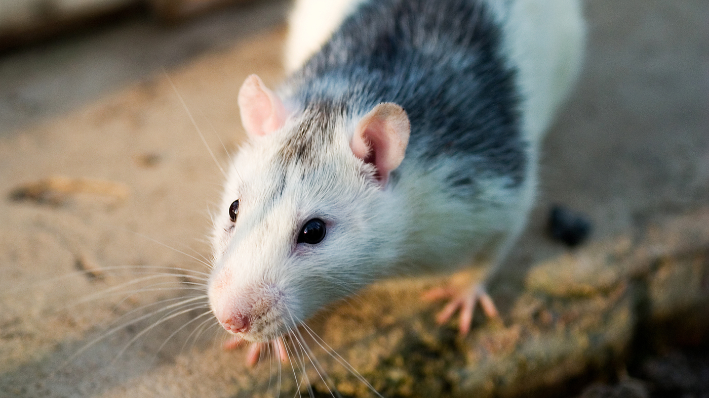 rats they could be better than mice for testing alzheimer s drugs