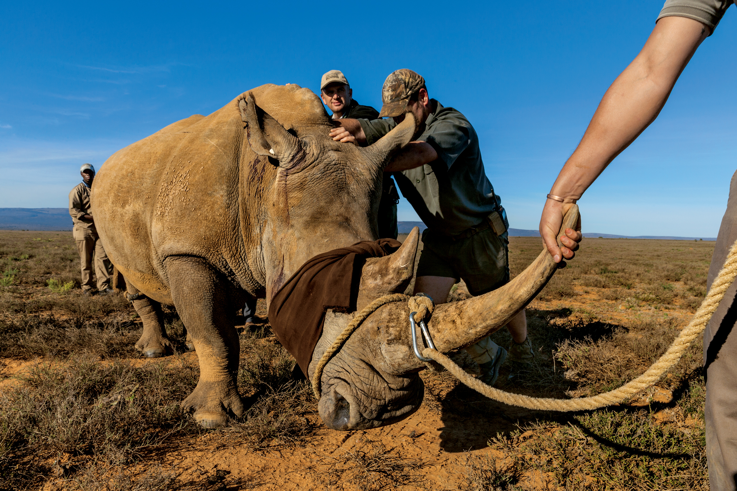 Rhino Horn The Most Valuable Appendage In Illegal Wildlife Trade