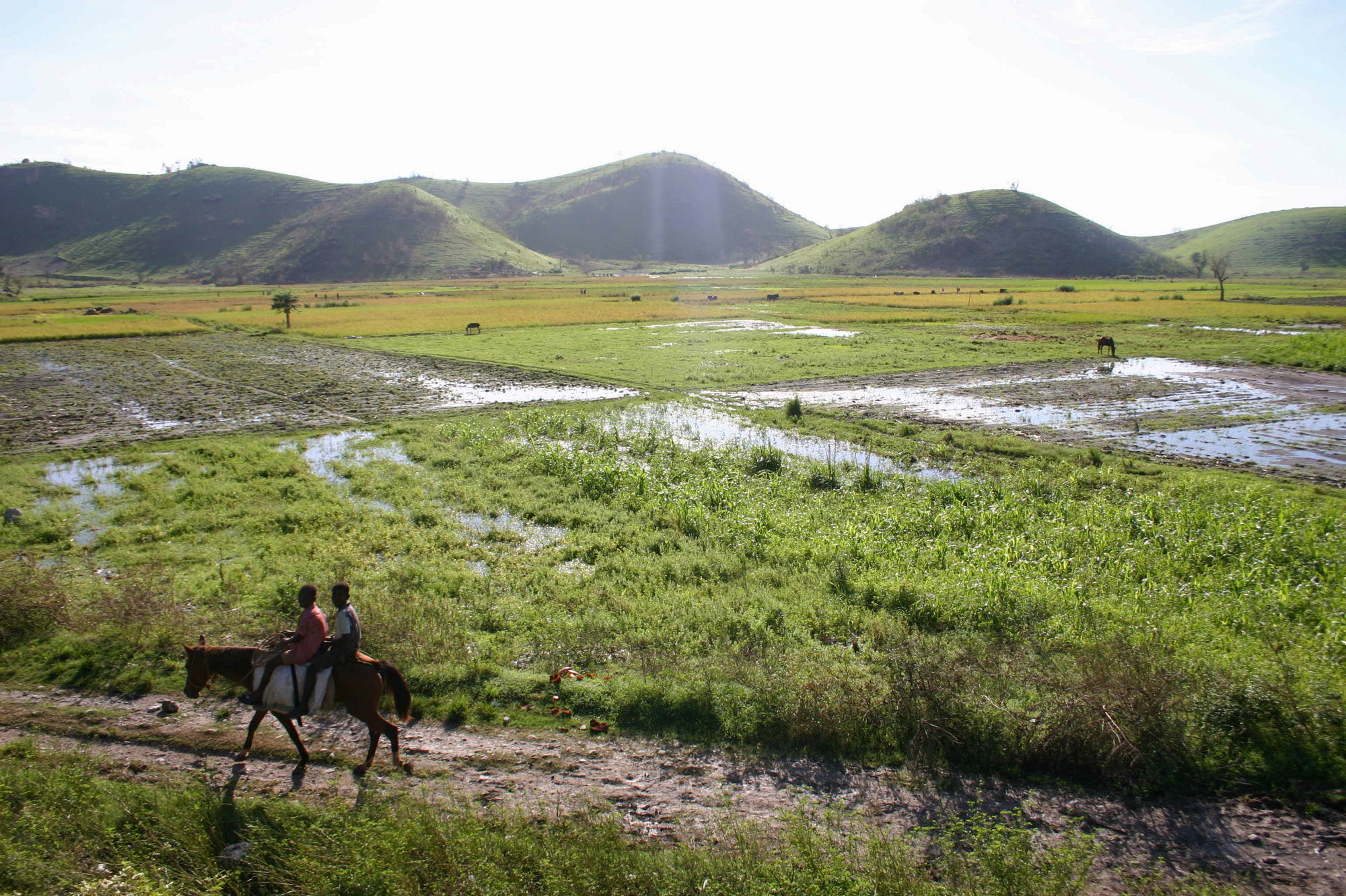 The rice fields below the village of Banatte. (NPR)