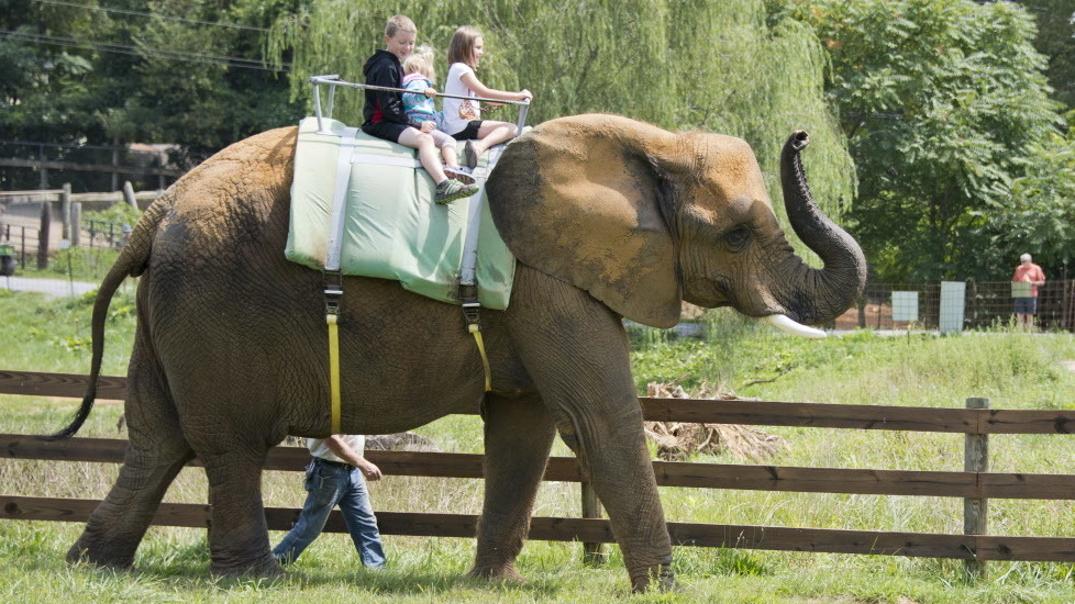 TripAdvisor Stops Selling Tickets To Many Wildlife Attractions : The ...