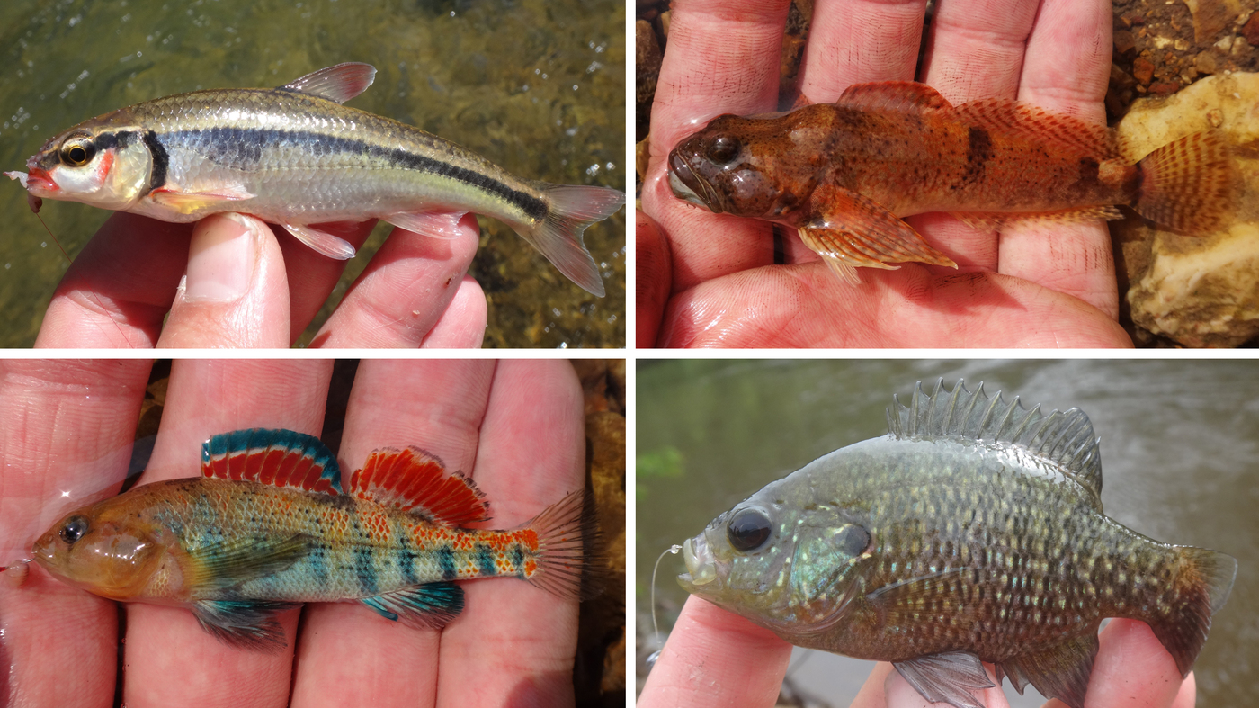 New Micro Fishing Sport Focuses On How Many Little Fish 