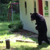 Internet Mourns Apparent Death Of Pedals, A Real Stand-Up Bear