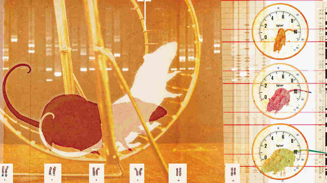 Research in mice shows that lowering oxygen levels could reset circadian clocks and cure jet lag.