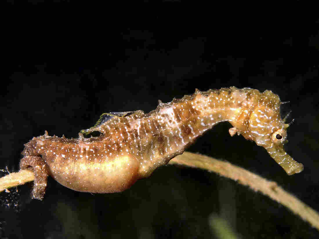 Male seahorses, like this short-snouted seahorse seen in the Black Sea in Crimea, Ukraine "give birth" to the eggs of their babies.