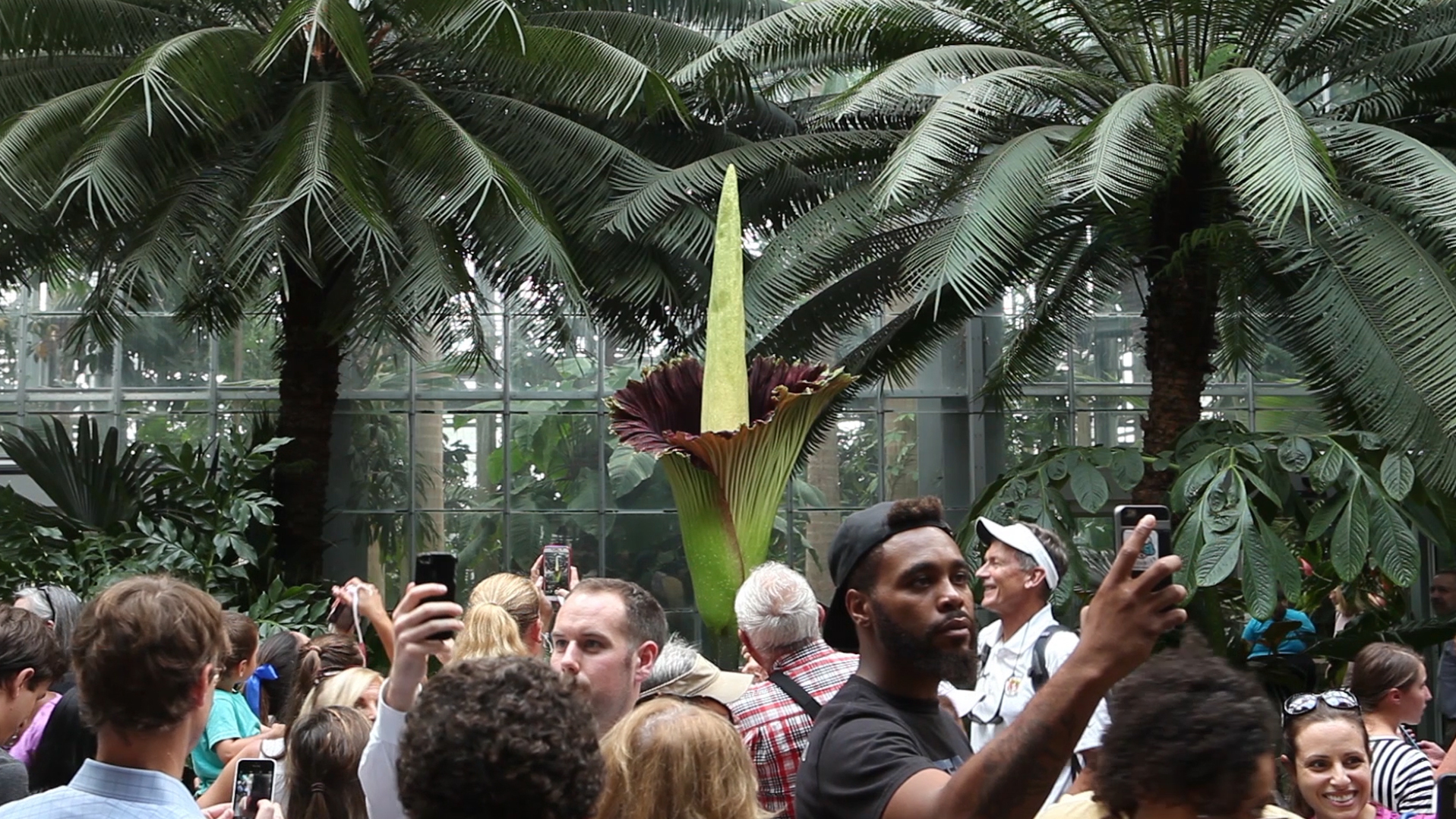 Hundreds of people flocked to the United States Botanic Garden to see (and smell) a corpse flower in full bloom. (NPR)
