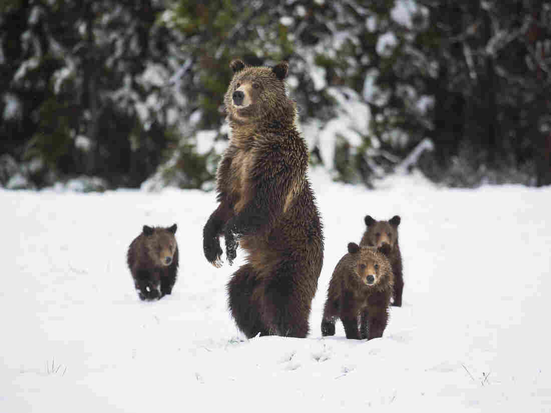 A grizzly bear leads her cubs through the snow in Grand Teton National Park, Wy., near Yellowstone National Park.