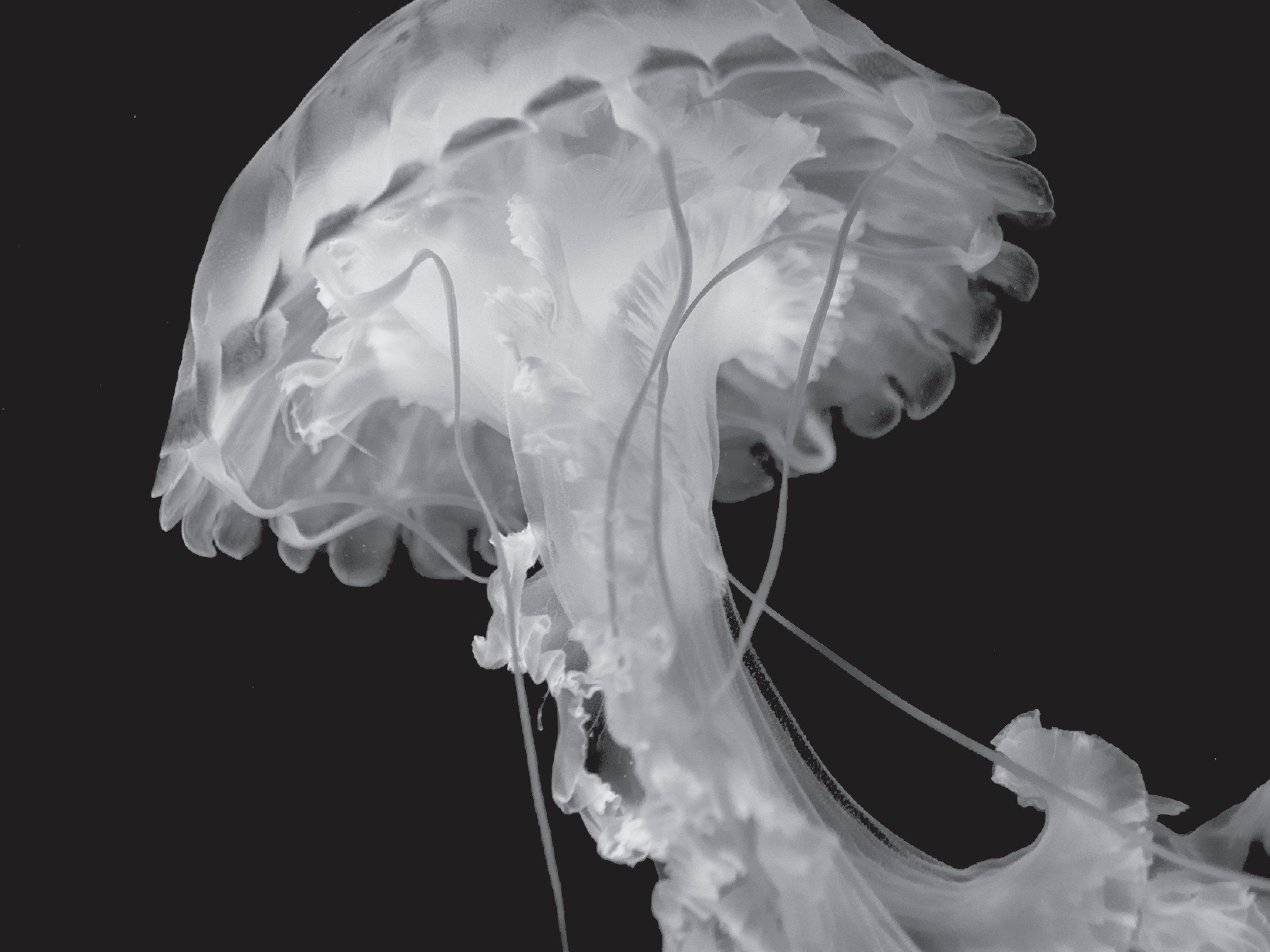 'Fish in Exile' is a chronicle of grief barely survived