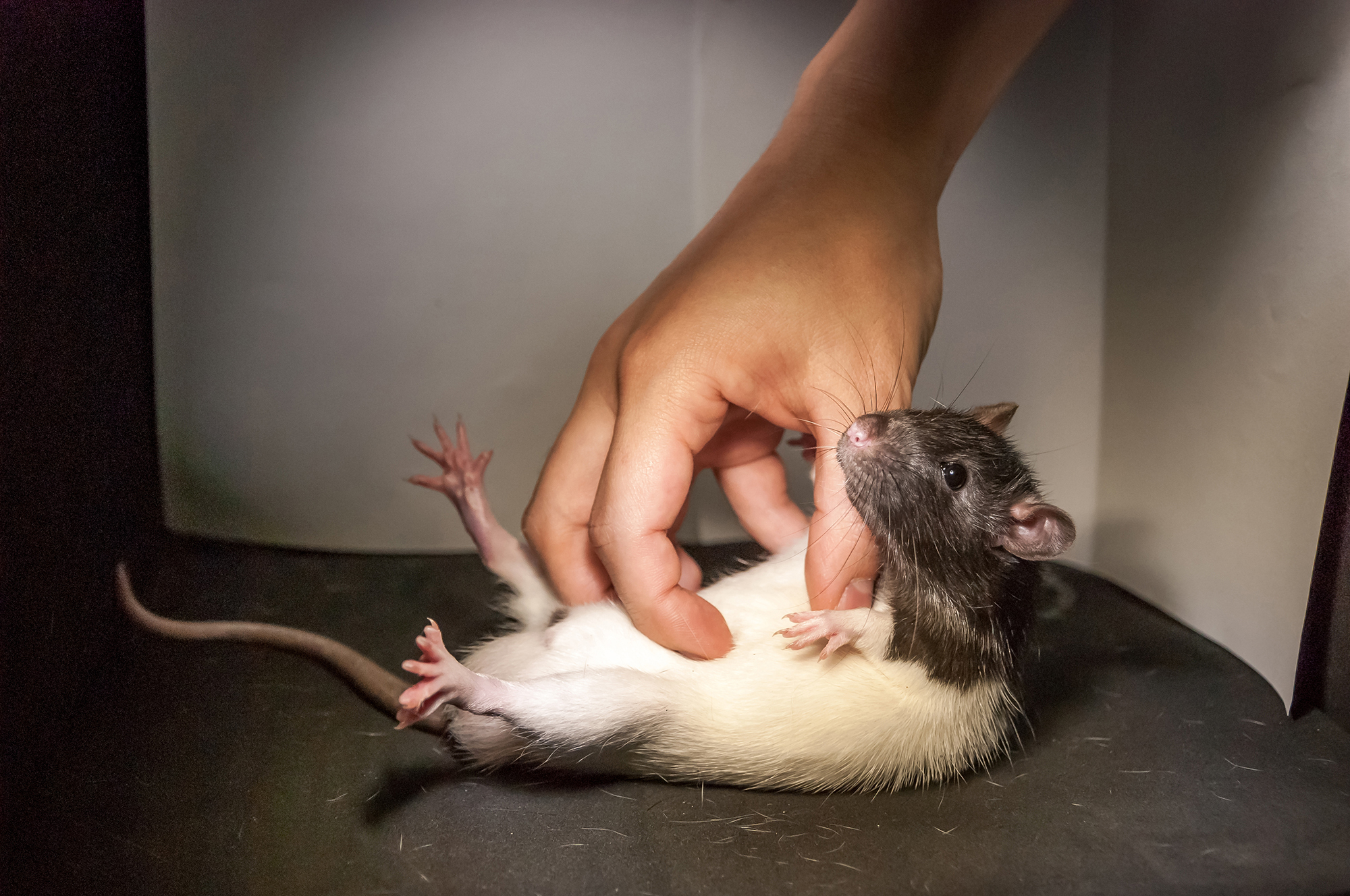 When in a playful mood, rats like a gentle tickle as much as the next guy, researchers find. (Shimpei Ishiyama and Michael Brecht/Science)