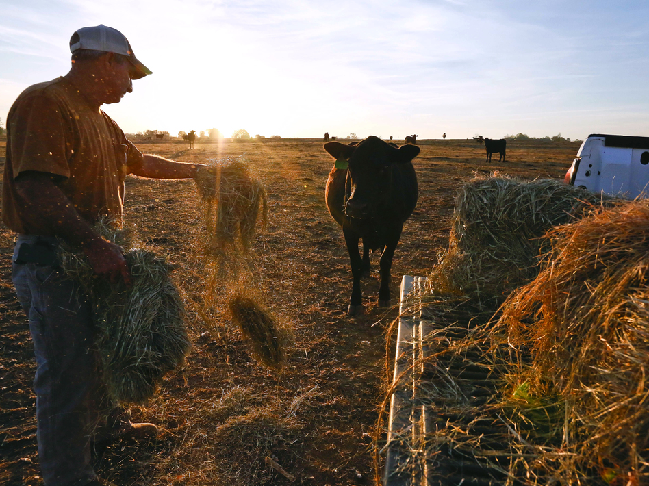 David Bailey tosses hay to one of his remaining cows in Dawson, Ala., on Oct. 26. Bailey had to sell off half of his cattle herd — more than 100 animals — because he doesn't have enough hay to feed them through the winter. (Brynn Anderson/AP)