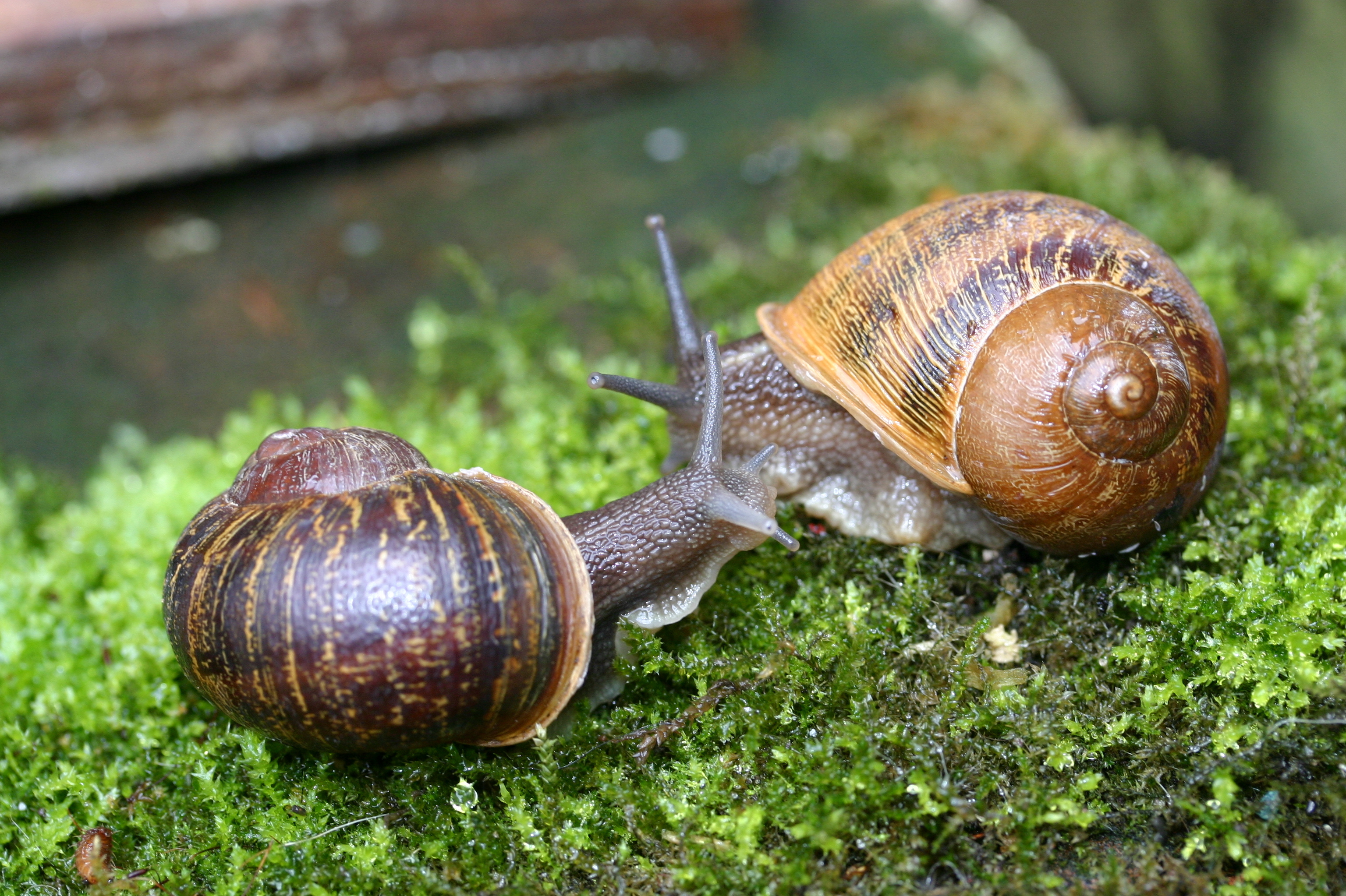 Rare snail Jeremy (left) meets a potential mate named Lefty. (Angus Davison)