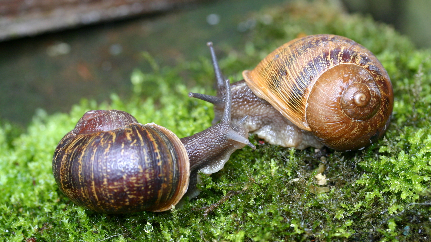 How Do Mollusks Get Food How Do Mollusks Get Food