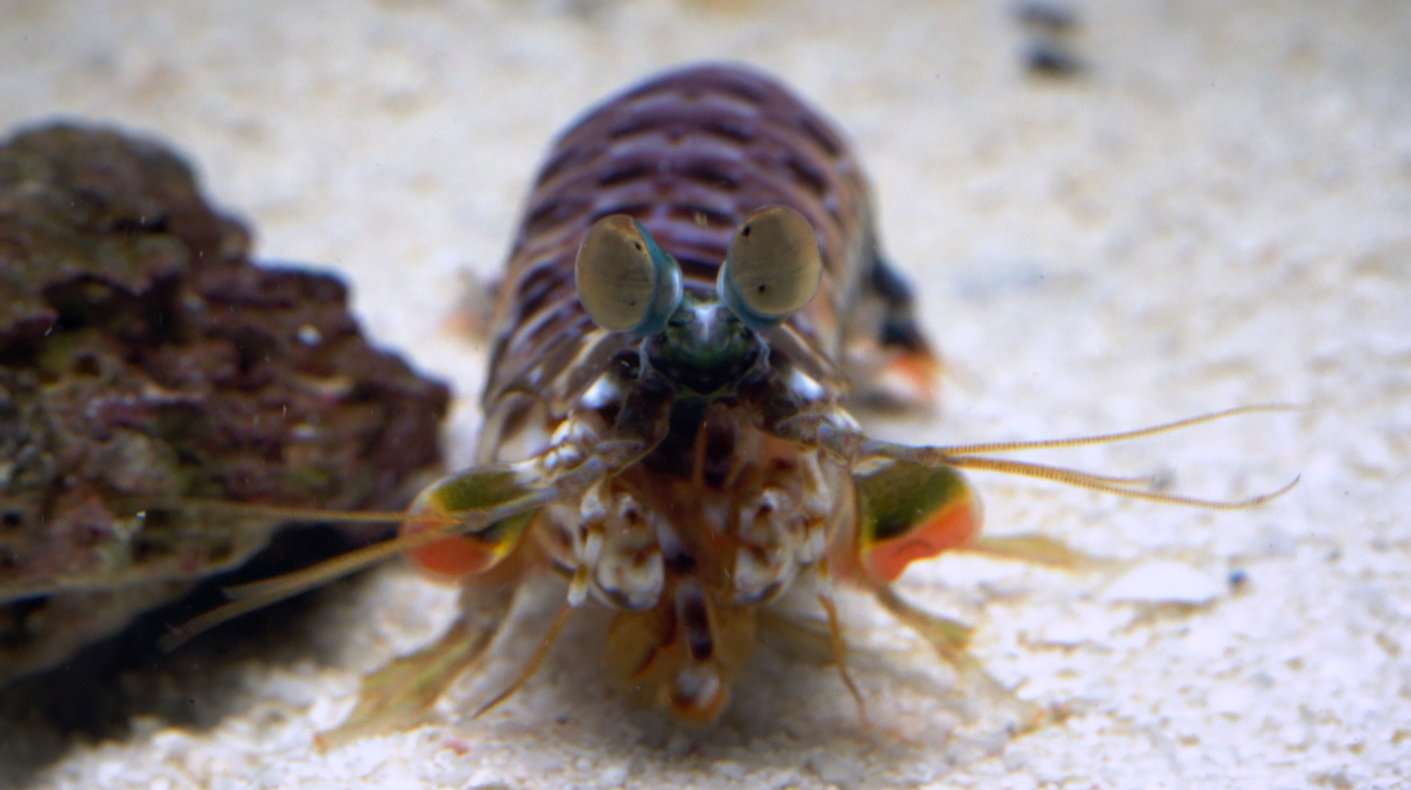 WATCH Mantis Shrimp's Incredible Eyesight Yields Clues For Detecting
