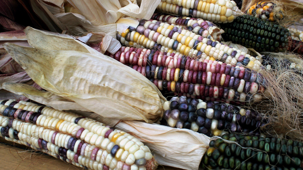 biotech-image-library-photographs-of-scottish-crops-mcateer-photo