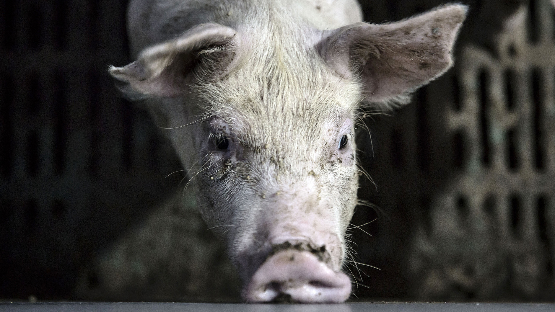 A pig stands in a pen at an antibiotic-free pig farm in Tongxiang, China. (Bloomberg via Getty Images)