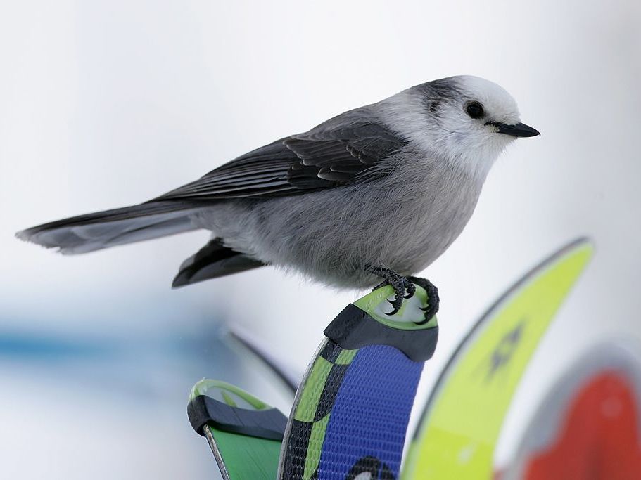 A gray jay sits on the tips of skis in 2006 in Avon, Colo.
