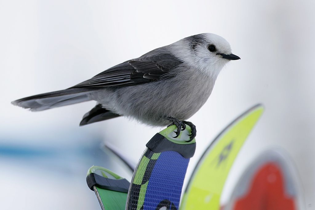Canada is agonizing about choosing a national bird