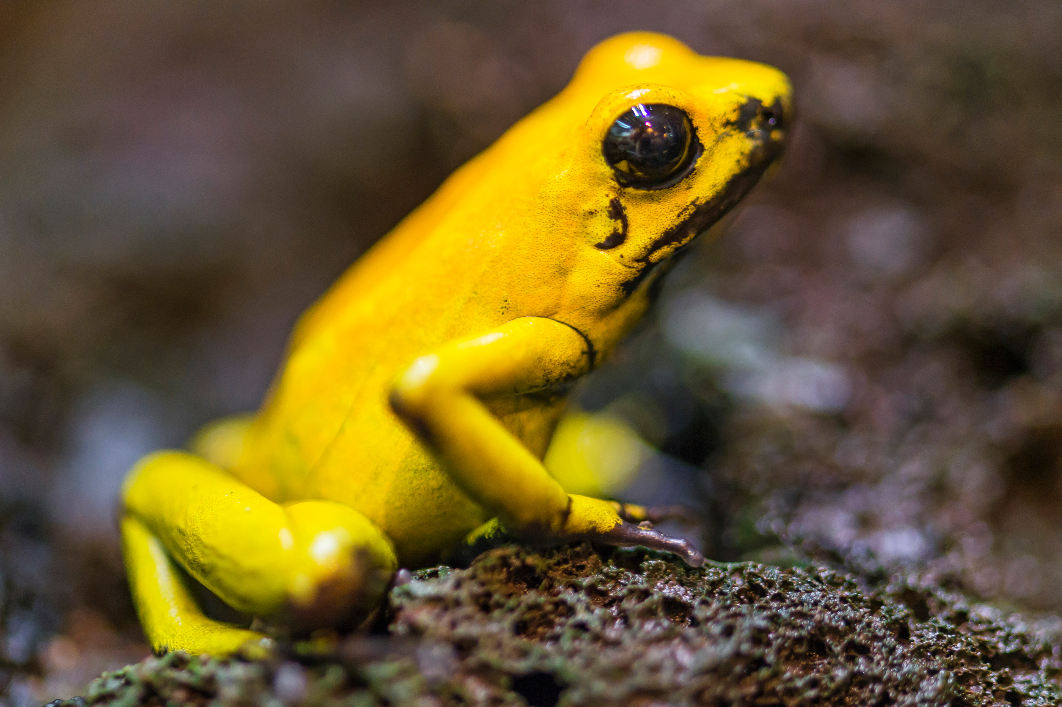 pics of poisonous frogs        <h3 class=