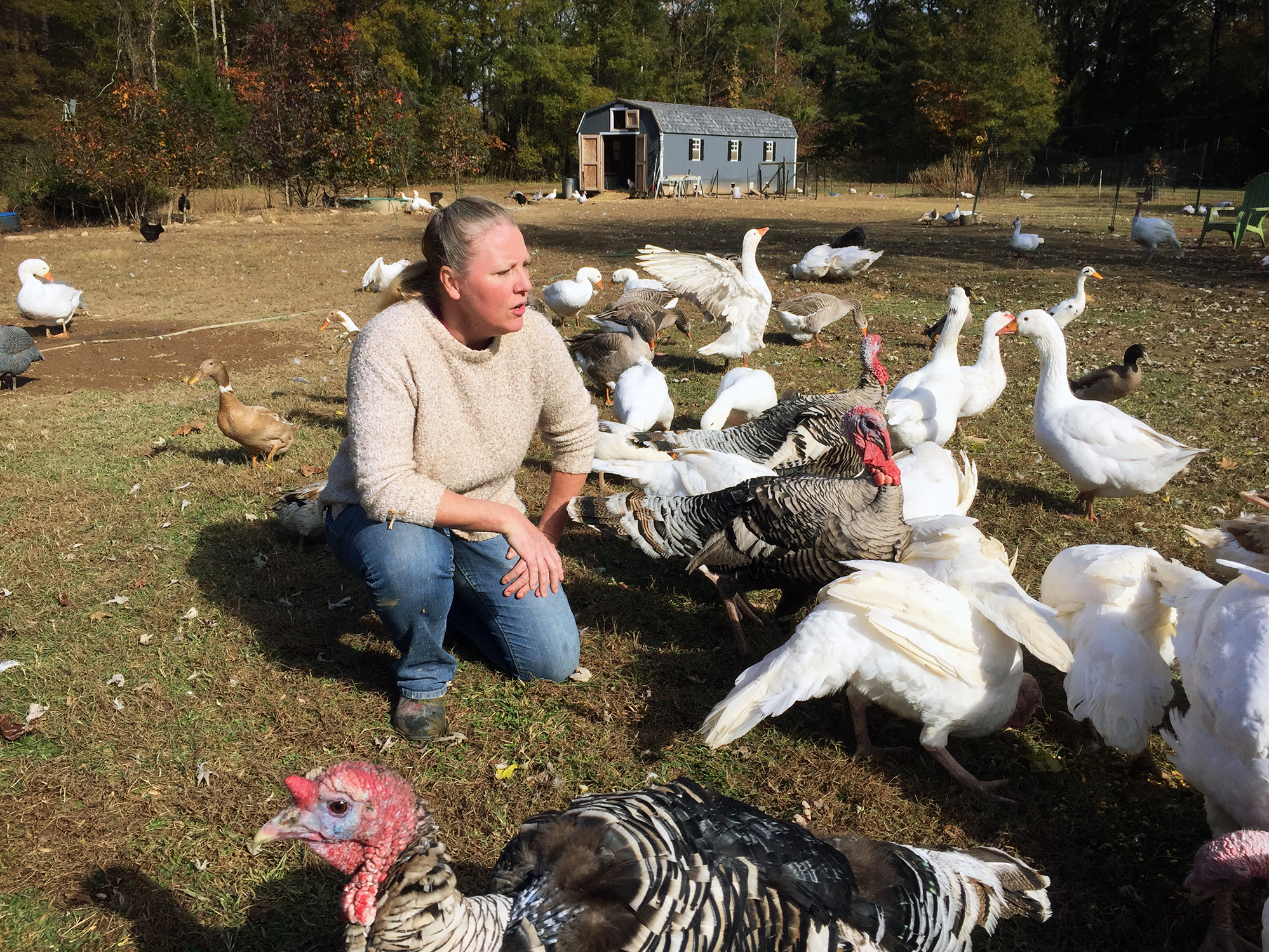 Heritage Turkeys Make A Comeback, But To Save Them We Must Eat Them NCPR News