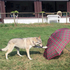 Your Dog Remembers Every Move You Make