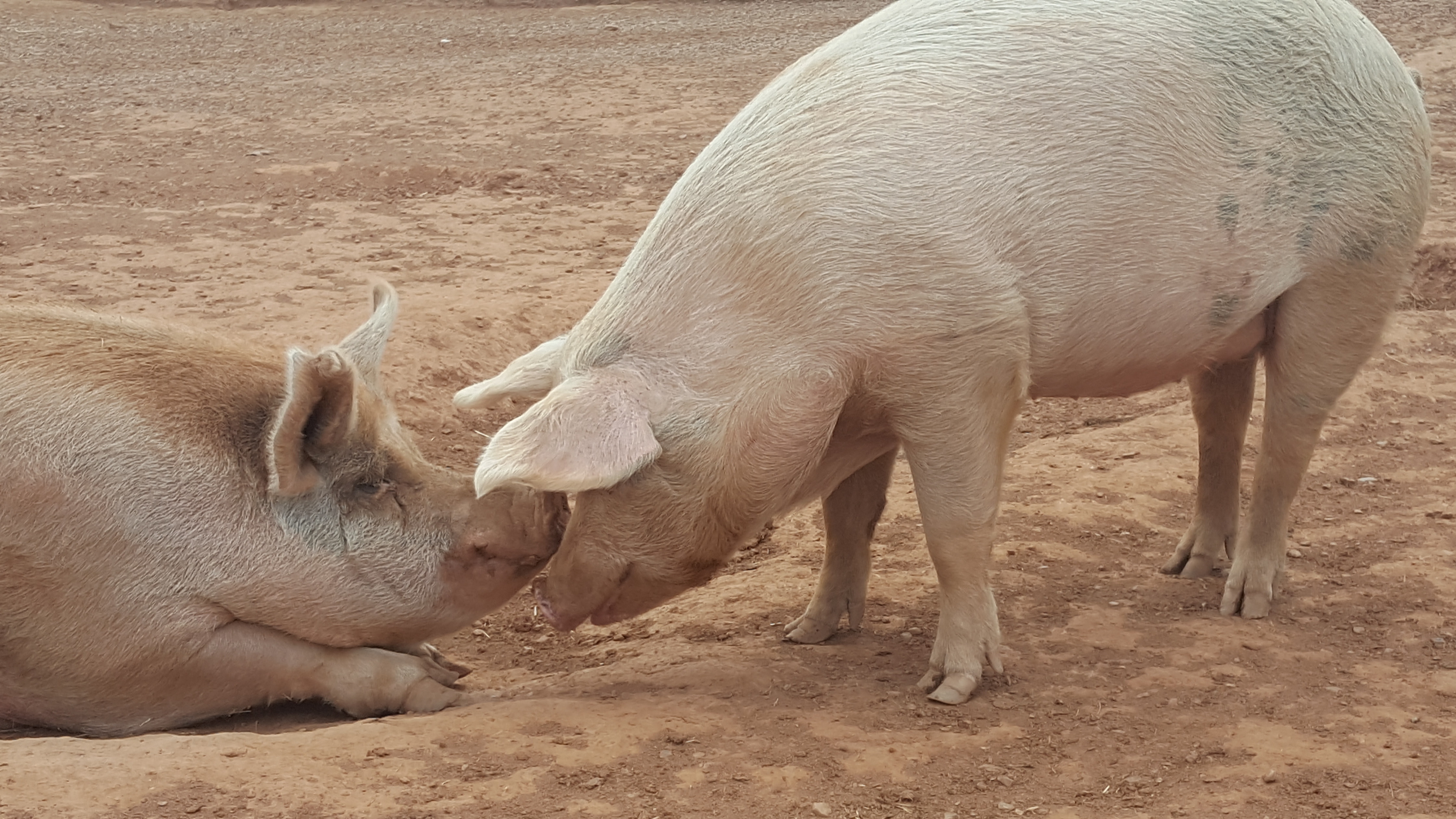 At This Vegan Thanksgiving Feast, They're Happy To Save Some Turkey