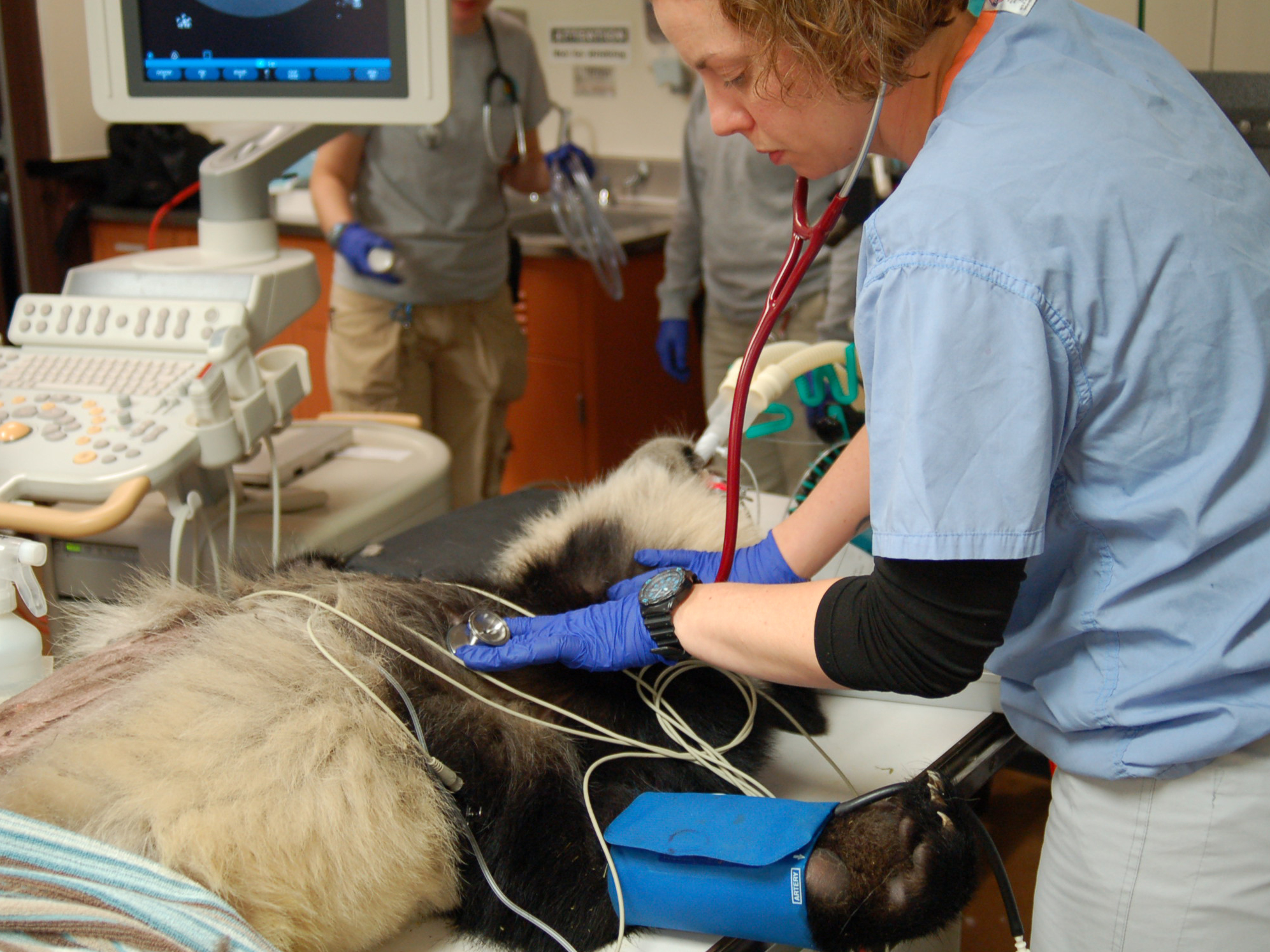 Bei Bei is on the mend. (Smithsonian's National Zoo & Conservation Biology Institute)