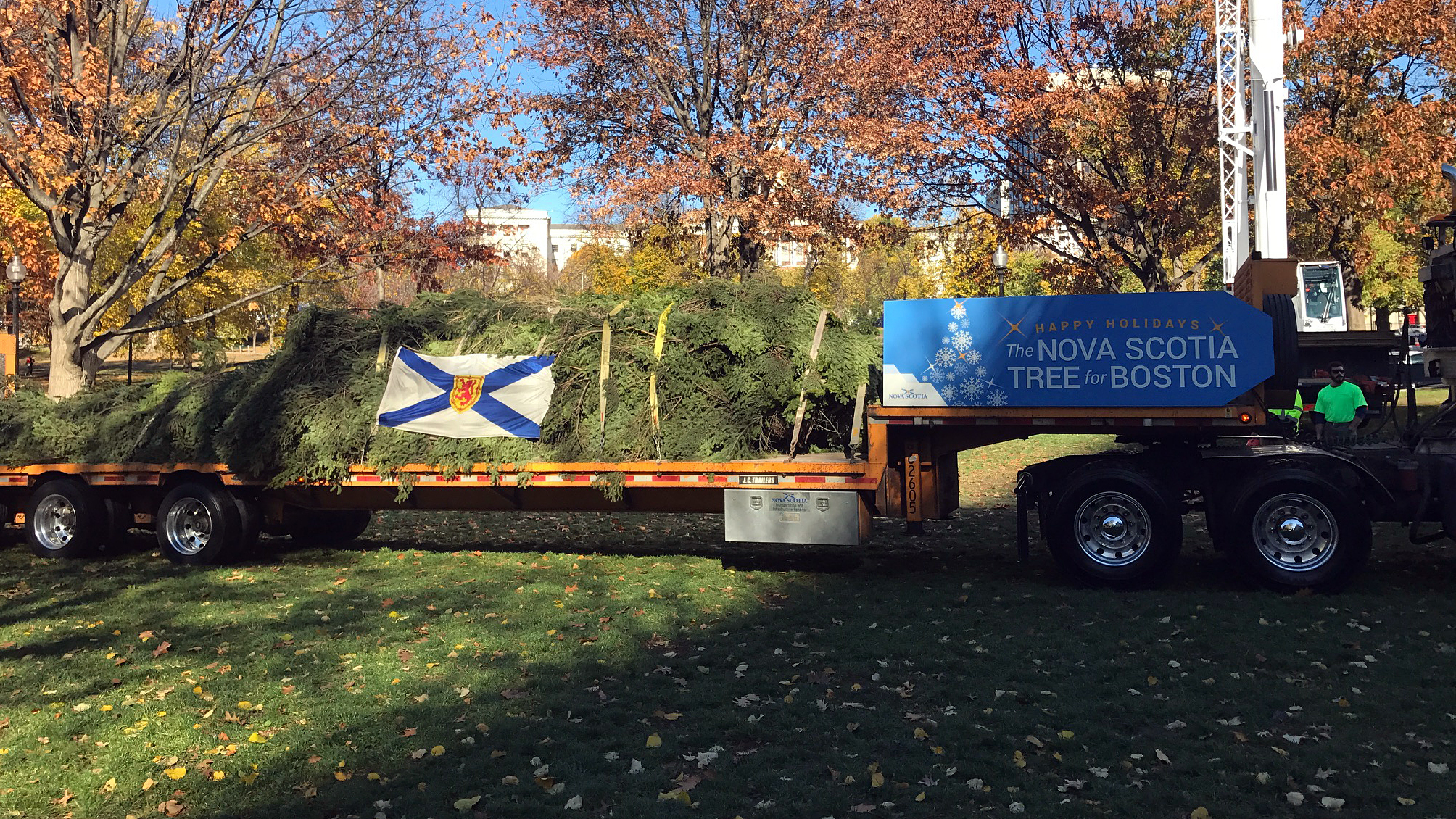 Boston's official Christmas tree, a 47-foot white spruce from the Cape Breton Island, Nova Scotia, arrives at Boston Common on Nov. 18. (WGBH)