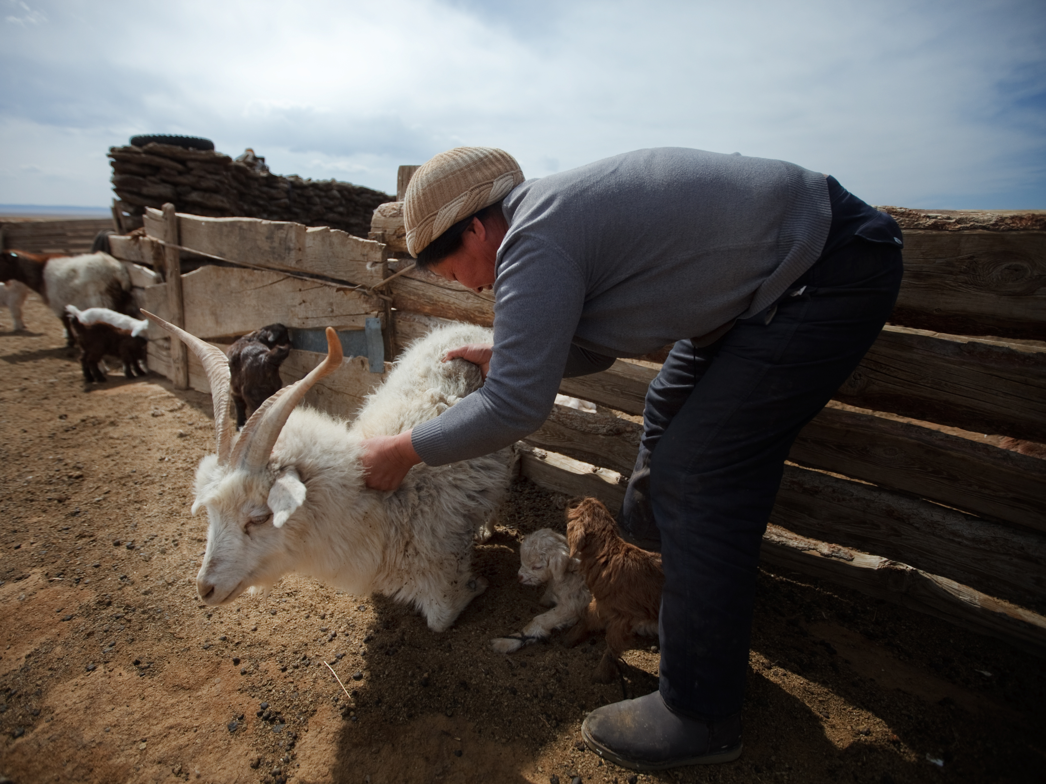 Thirty years ago, when the grass grew tall, cashmere goats made up 19 percent of all livestock in Mongolia. Since then, their numbers have skyrocketed to make up 60 percent today. John W. Poole/NPR.