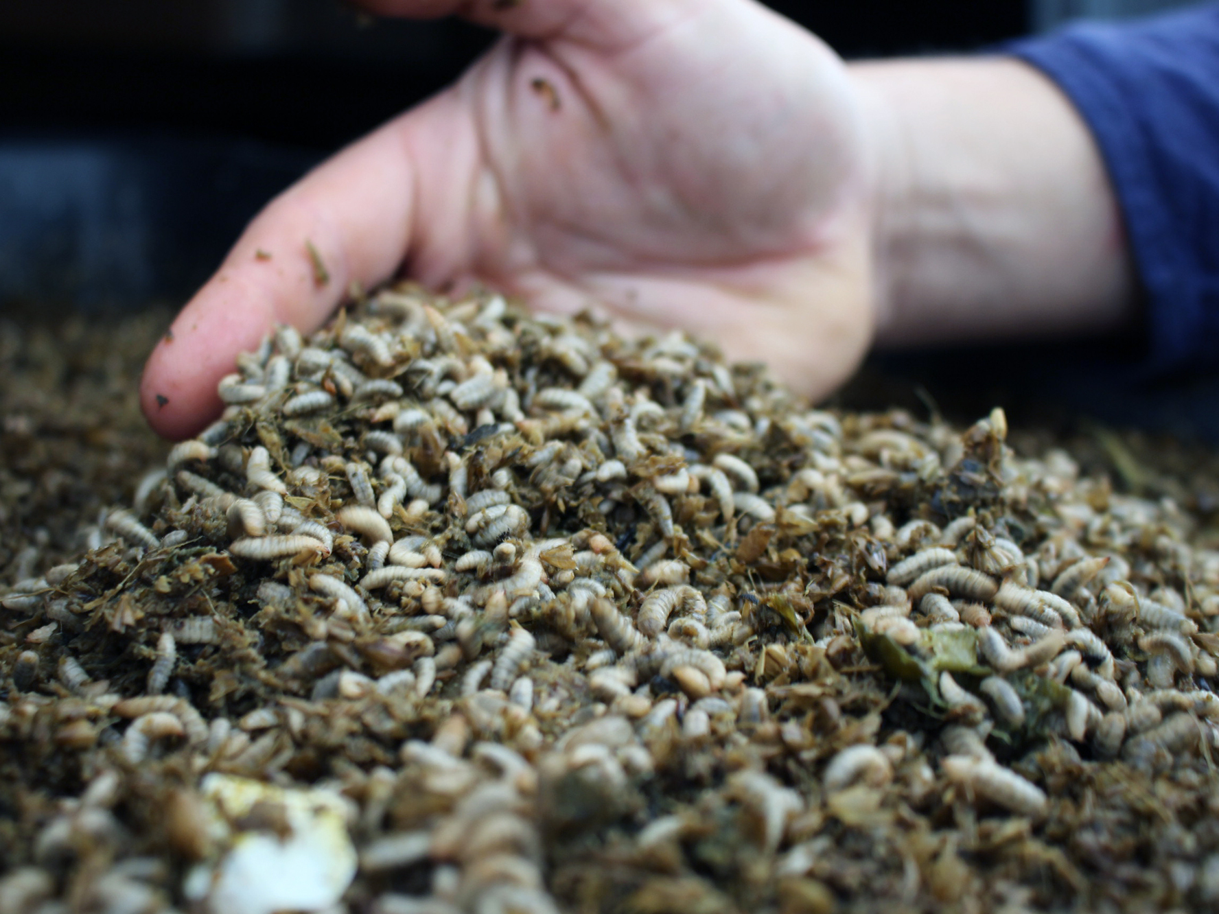 For These Entrepreneurs, Cutting Food Waste Starts In A Maggot Bucket