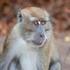Say, What? Monkey Mouths And Throats Are Equipped For Speech