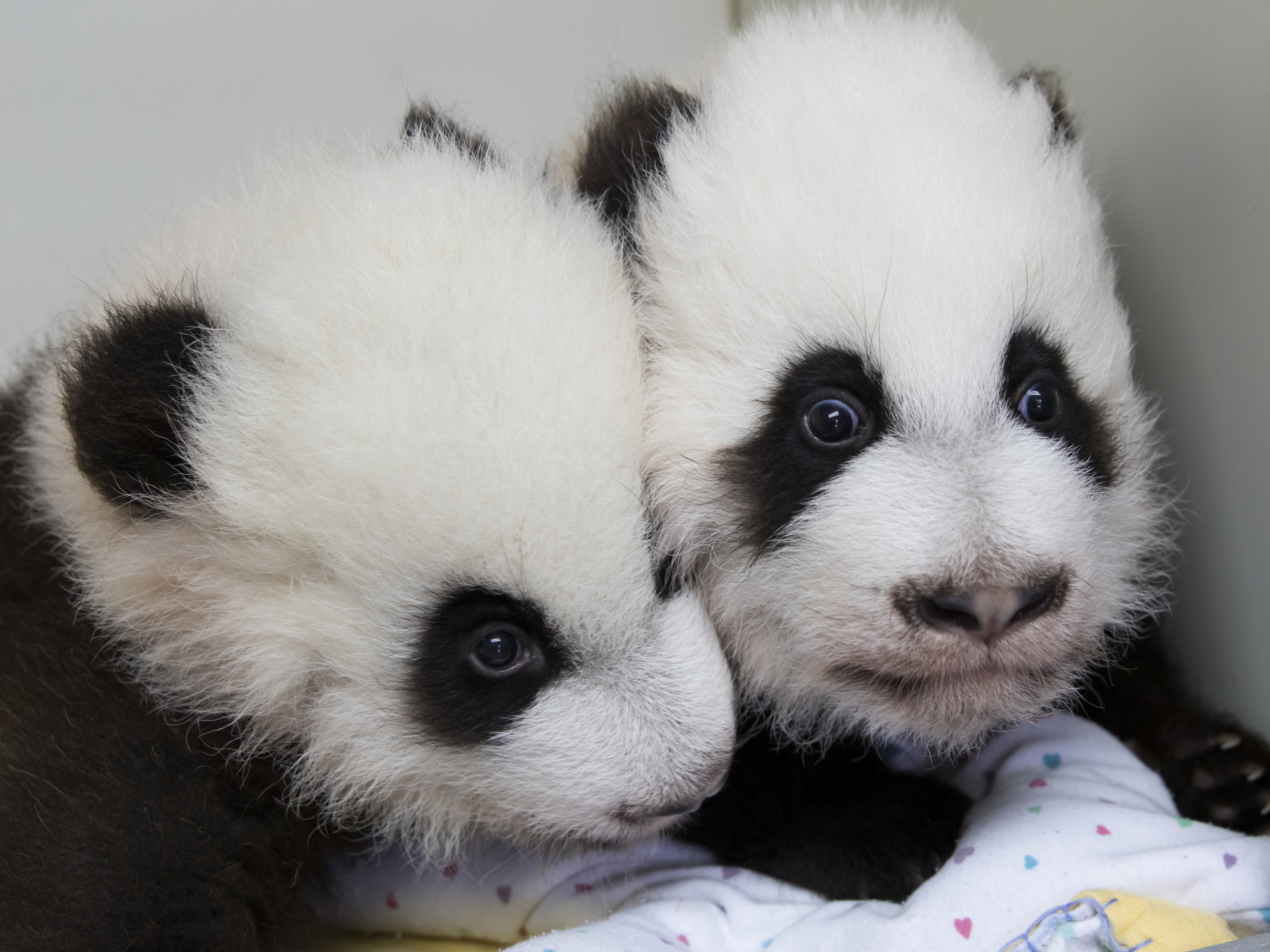 Meet Lun Lun's elegant and happy (panda) daughters