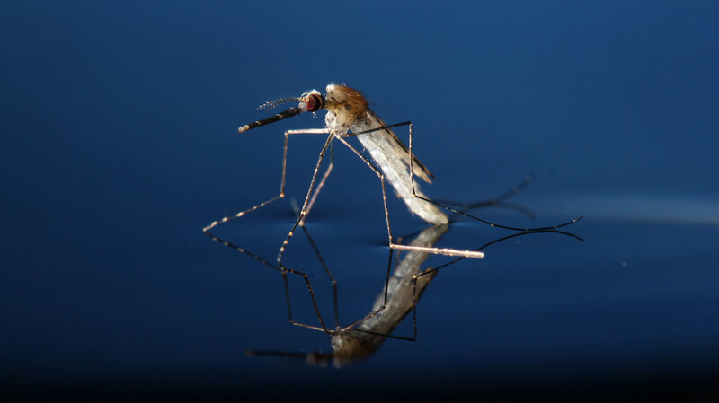 To Fight Malaria Scientists Try Genetic Engineering To Wipe Out Mosquitoes To Fight Malaria Scientists Try Genetic Engineering To Wipe Out Mosquitoes
