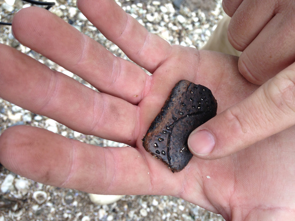 Richie Blink, born and raised in Plaquemines Parish, La., south of New Orleans, works for the National Wildlife Federation. He got in touch with an archaeologist to take a look at some shards of pottery that were eroding into the Gulf of Mexico. Blink holds a pottery shard that could be 300 to 500 years old, from the Plaquemine culture of what's called the Bayou Petre phase. (Tegan Wendland/WWNO)