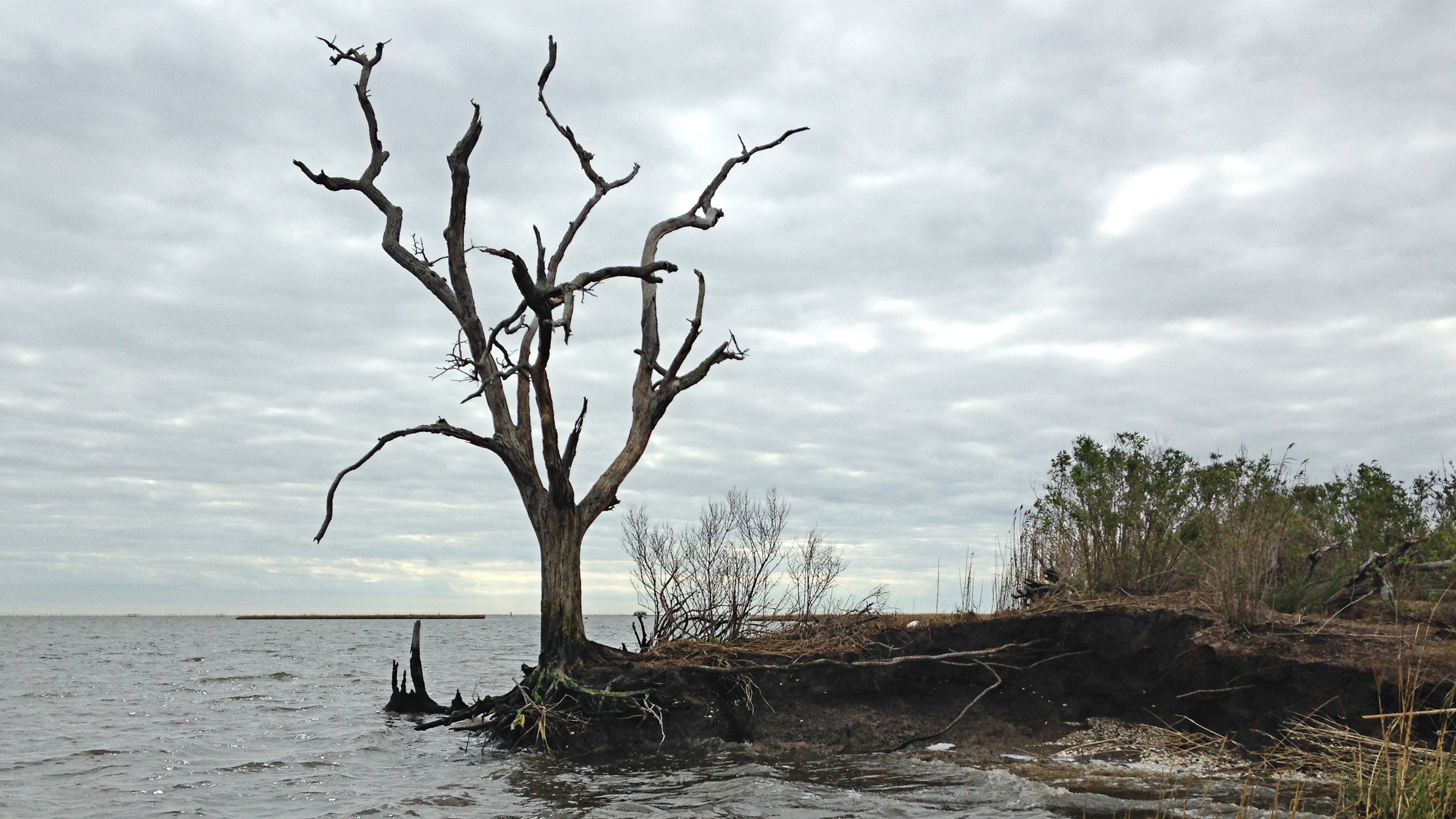 Louisiana is losing its coast faster than any other place in the world. As land disappears and the water creeps inland, ancient archaeology sites are washing away. The roots of a dead oak tree at the edge of an ancient Native American mound are all that hold the land together. (WWNO)