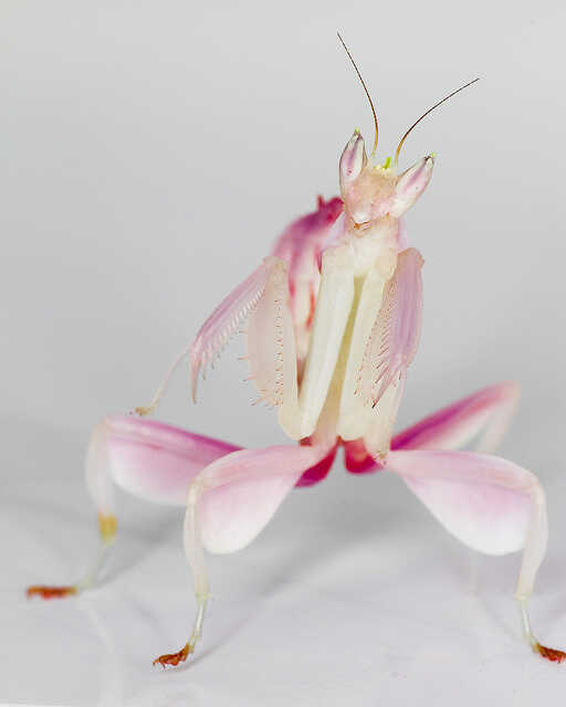 Beautiful Praying Mantis